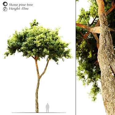  Majestic Stone Pine Tree 3D model image 1 