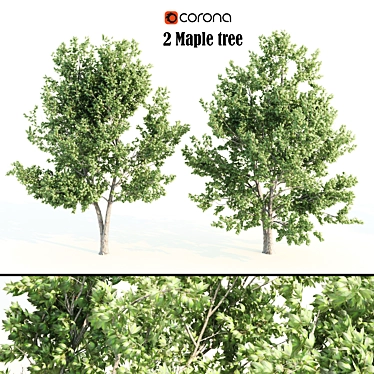 Tall Maple Tree Pair, 9-10m 3D model image 1 