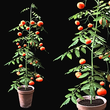 Vibrant Tomato Plant with Beautiful Vase 3D model image 1 