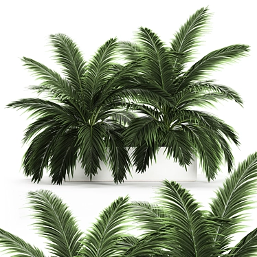 Tropical Plant Collection: Exotic Palms & Botanical Beauties 3D model image 1 