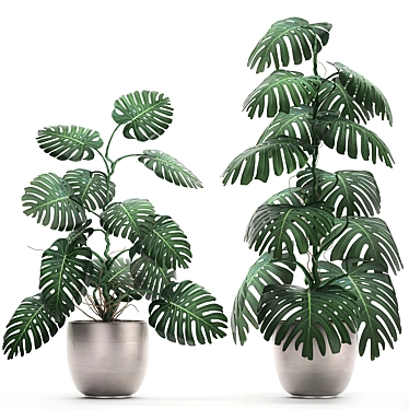 Exotic Monstera: Perfect for Indoors & Outdoors 3D model image 1 