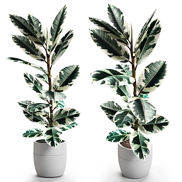 Variegated Rubber Plant: Indoor Beauty 3D model image 1 