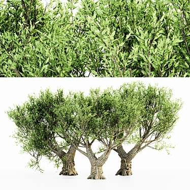 Exotic African Olive Tree Collection 3D model image 1 