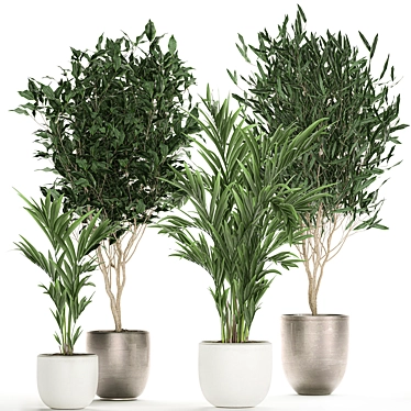 Tropical Plant Collection: Ficus, Howea, & Palm 3D model image 1 