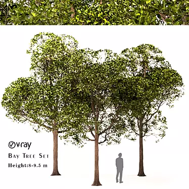 Laurus Nobilis: Round Bay Trees Set 3D model image 1 