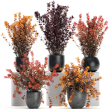 Exotic Berberis thunbergii: Decorative Bush Collection 3D model image 1 