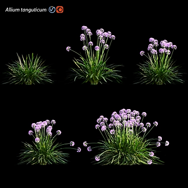 3D Plant Model Collection - Allium tanguticum 3D model image 1 