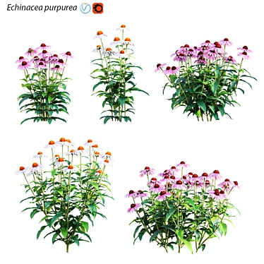 Echinacea Purpurea: Vibrant Coneflower 3D model image 1 