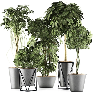 Tropical Plant Collection - Schefflera Arboricola 3D model image 1 