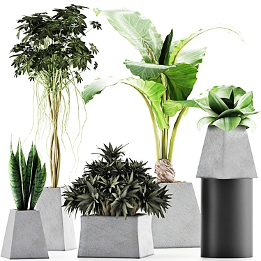 Exotic Plants Collection: Alocasia, Sansevieria, Schefflera & Agave 3D model image 1 