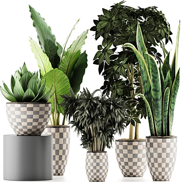 Exotic Plant Collection: Alocasia, Sansevieria, Schefflera, Agave 3D model image 1 