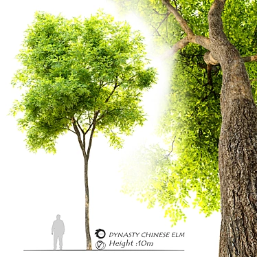 Dynasty Chinese Elm Tree 3D model image 1 