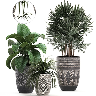 Exotic Plant Collection: Raphis Palm, Alocasia, and Chlorophytum 3D model image 1 