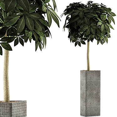 Exotic Plants Collection: Schefflera Arboricola 3D model image 1 