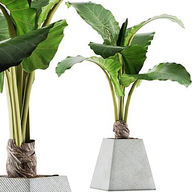 Exotic Alocasia Plant Collection 48 3D model image 1 