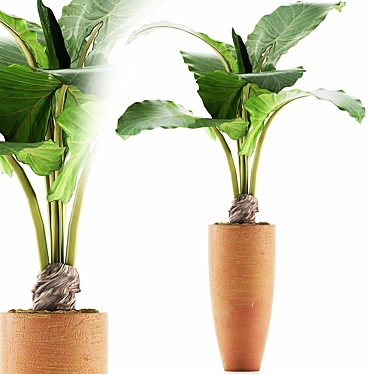 Exotic Alocasia: Plants Collection 53 3D model image 1 
