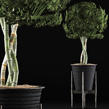 Exotic Schefflera: Perfect for Office & Outdoor Decor 3D model image 1 