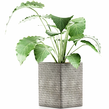 Exotic Alocasia: Perfect Decor for Office 3D model image 1 