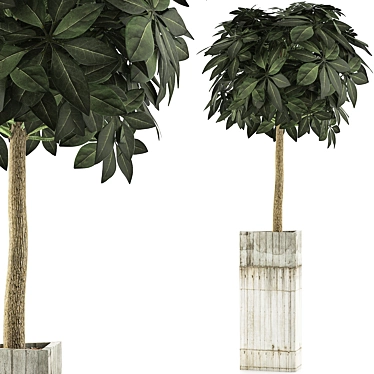 Exotic Plants Collection: Schefflera 3D model image 1 