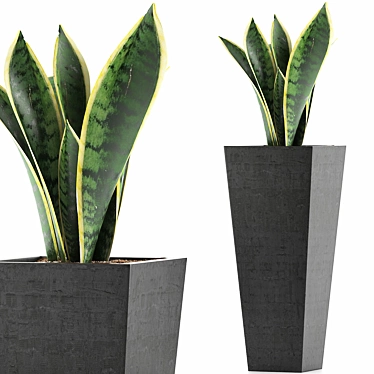 Exotic Plants Collection: Sansevieira 3D model image 1 
