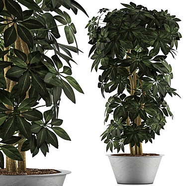 Exotic Schefflera Arboricola: Green Office Decor 3D model image 1 