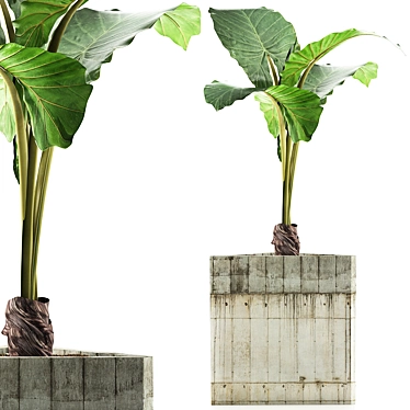 Exotic Alocasia Plants Collection 3D model image 1 