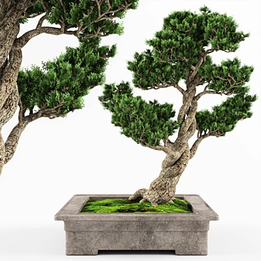 Elegant Bonsai Decor Tree 3D model image 1 