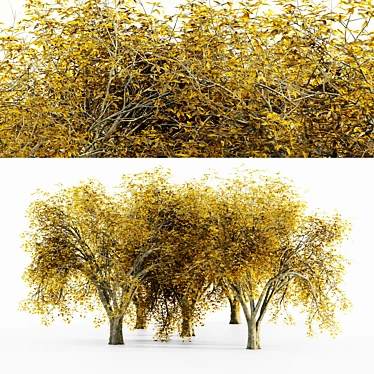 Autumn Elm Tree Collection 3D model image 1 