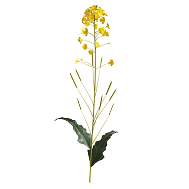 Pure Rapeseed Flower Oil 3D model image 1 