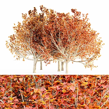 Elegant Autumn Bradford Pear Trees 3D model image 1 