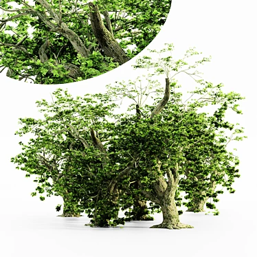  Majestic Maple Tree Collection 3D model image 1 