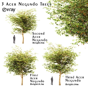 Set of Acer Negundo Trees 3D model image 1 