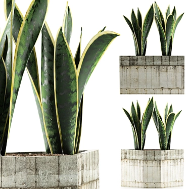 Exotic Plants Collection: Sansevieria 3D model image 1 