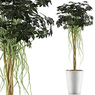 Exotic Plants Collection: 87 Schefflera Arboricola 3D model image 1 
