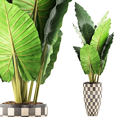 Exotic Jungle Treasures: Alocasia Plant Collection 3D model image 1 