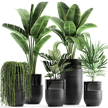 Exotic Plant Collection: Indoor and Outdoor Beauties 3D model image 1 