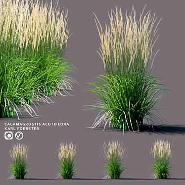 Karl Foerster Reed Grass: Elegant Calamagrostis Accent 3D model image 1 