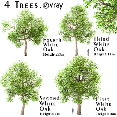 Premium White Oak Tree Set (4 Trees) 3D model image 1 