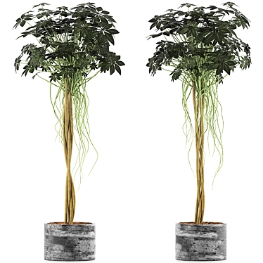 Modern Plant Collection: Schefflera Arboricola 3D model image 1 