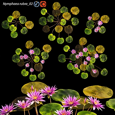 Red Water Lily - Velutha Ambal 02 3D model image 1 