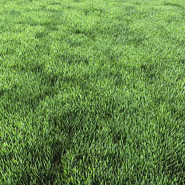 Lush Green Grass for Stunning Landscapes 3D model image 1 