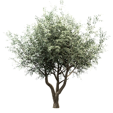 Mediterranean Glory: 3 Olive Trees 3D model image 1 