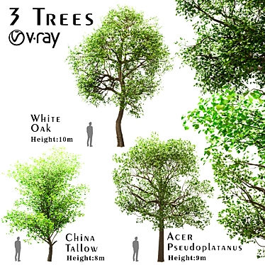 Exquisite Trio of Trees: White Oak, Sycamore Maple & China Tallow 3D model image 1 