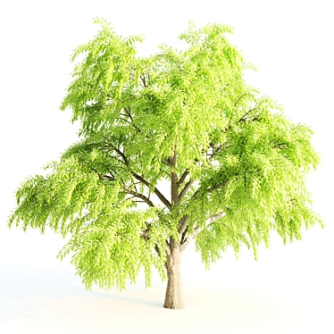 3 Tree Set: Willow Matsudana, Eucalyptus, Acacia 3D model image 1 
