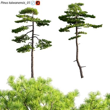 Taiwan Red Pine 3D Models 3D model image 1 