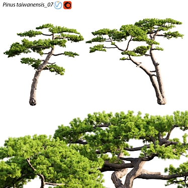 Taiwan Red Pine 3D Models 3D model image 1 