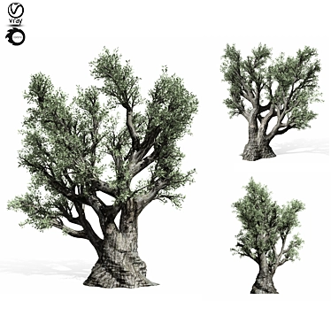  Majestic Olive Tree Sculpture 3D model image 1 