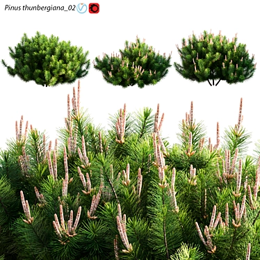 Japanese Black Pine 3D Model 3D model image 1 