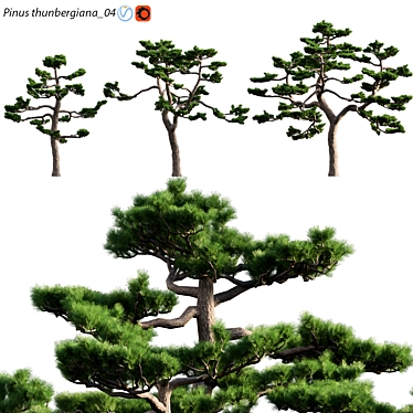 Japanese Black Pine | 3D Models | Max, FBX, OBJ | Textures 3D model image 1 