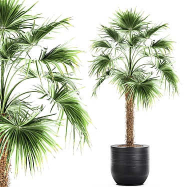Exotic Palm Collection: Livistona, Coccothrinax, Thrinax 3D model image 1 